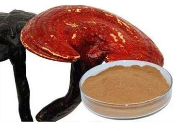 Reishi Mushroom Extract for Blood Pressure Lowering Used in Pharmaceutical Stuff