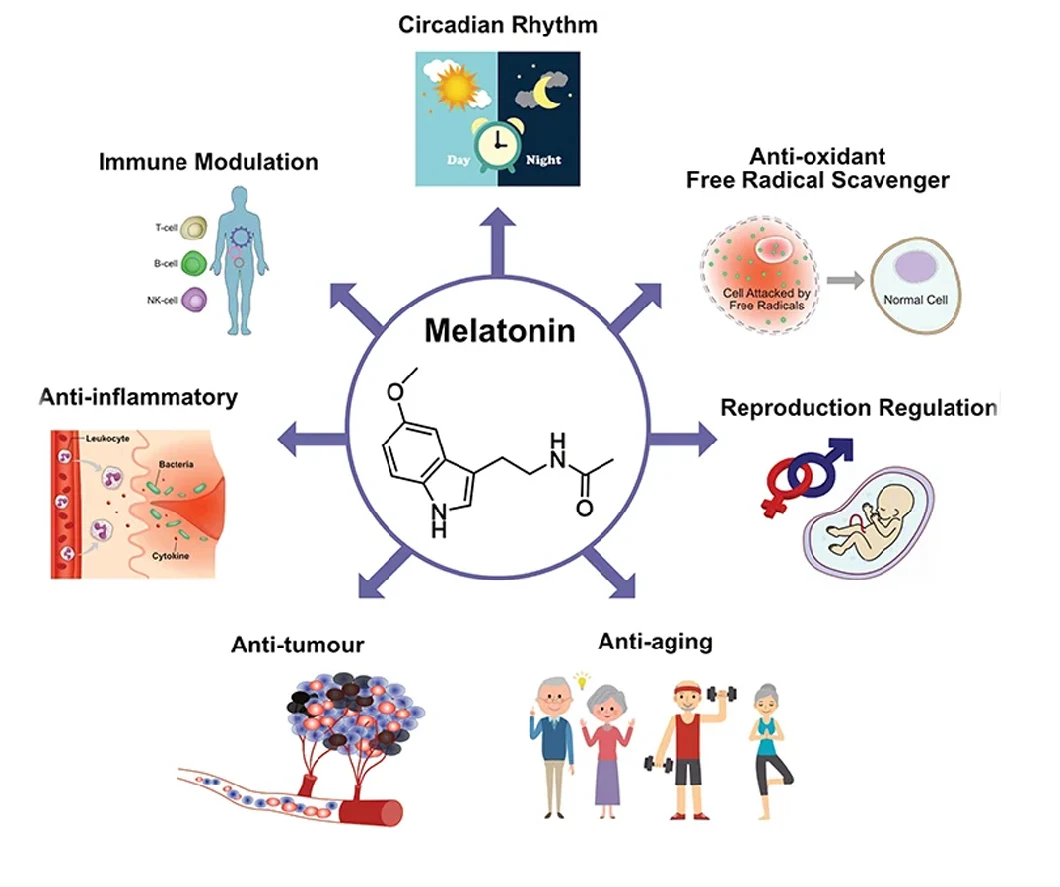Factory Supply Melatonin Powder Melatonina Melatonine CAS 73-31-4 Melatonin for Adjusting Sleep Improvement