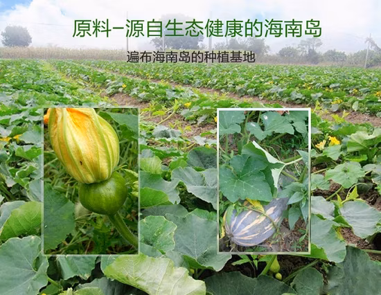 Superalimento Suplementos Dietéticos Abóbora Fresca Farinha em Pó