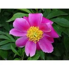 Extrato Vegetal Paeonia Albifolra Pall Extrato Ingredientes Axtivos Peaoniflorina Imunoregulação